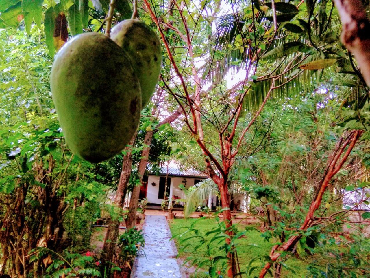 Sigiri Mango Garden Eco Resort Sigiriya Dış mekan fotoğraf